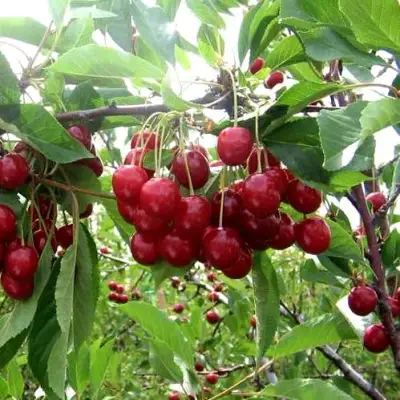 Вишня ТУРГЕНЕВКА в Орше