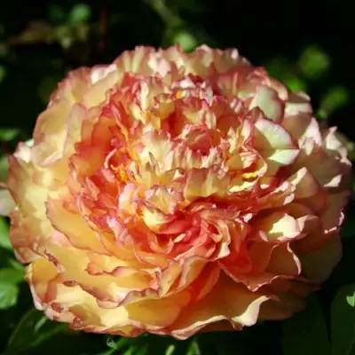 Пион ЗОЛОТАЯ РОССЫПЬ древовидный в Орше