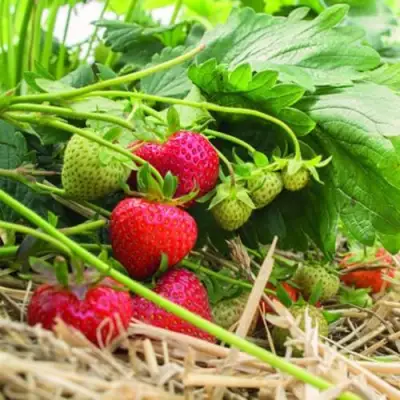 Клубника ЭЛЬСАНТА в Орше