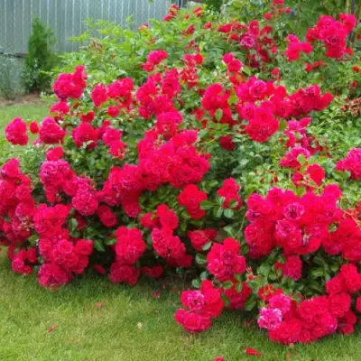 Роза РАДОСТЬ САДОВНИКА (ГАРТЕН ФРОЙДЕ) почвопокровная в Орше