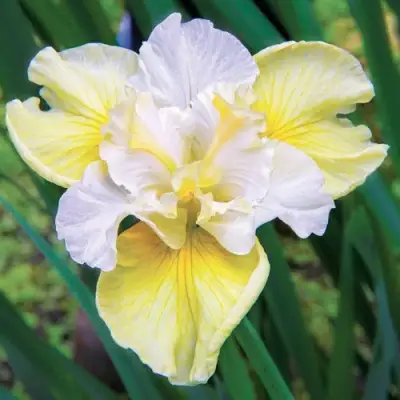 Ирис ЙЕЛЛОУ ТЕЙЛ сибирский в Орше