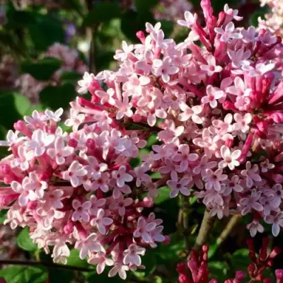 Сирень РЕД ПИКСИ в Орше