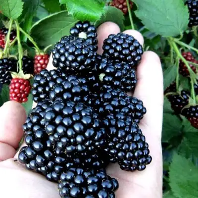 Ежевика ПОЛАР бесшипная  в Орше