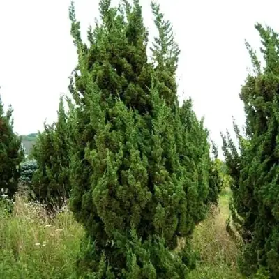 Можжевельник КАЙЗУКА китайский в Орше