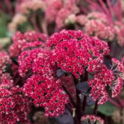 Очиток (седум) РЕД КАУЛИ в Орше