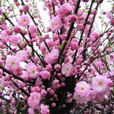 Миндаль ТРЁХЛОПАСТНЫЙ (луизеания) в Орше