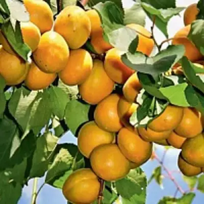 Абрикос БРЯНСКИЙ РАННИЙ в Орше