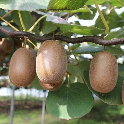 Актинидия ЗАКАРПАТЬЕ киви в Орше