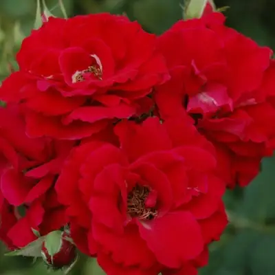 Роза ЧАМПЛЕЙН флорибунда в Орше