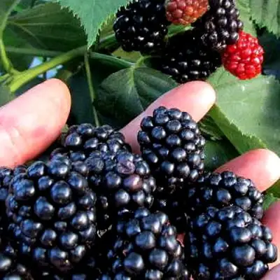 Ежевика ЭВЕРГРИН бесшипная  в Орше