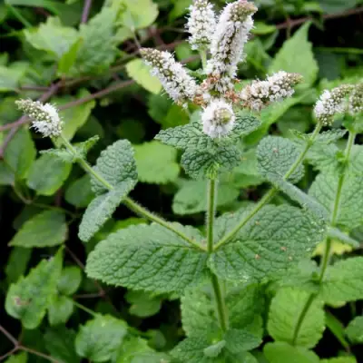 Мята яблочная в Орше