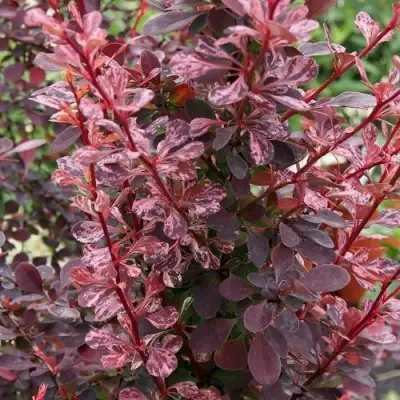 Барбарис РОУЗ ГЛОУ тунберга в Орше