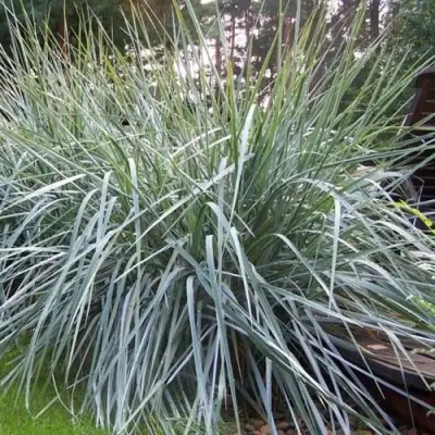 Элимус БЛЮ ДЮН песчаный в Орше