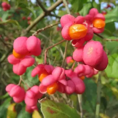 Бересклет ЕВРОПЕЙСКИЙ в Орше