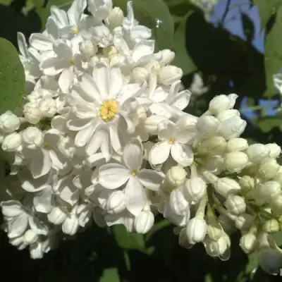 Сирень РОЧЕСТЕР в Орше