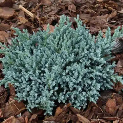 Можжевельник БЛЮ СПАЙДЕР чешуйчатый в Орше