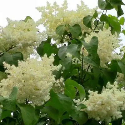 Сирень АМУРСКАЯ в Орше