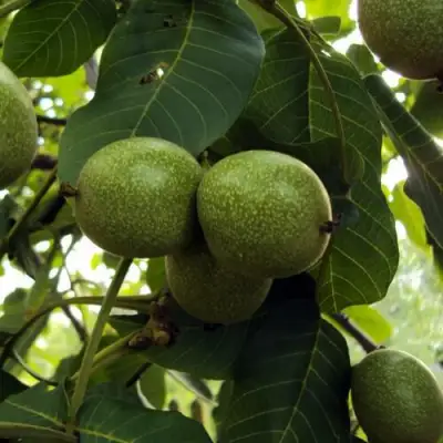 Грецкий орех ПИНСКИЙ в Орше