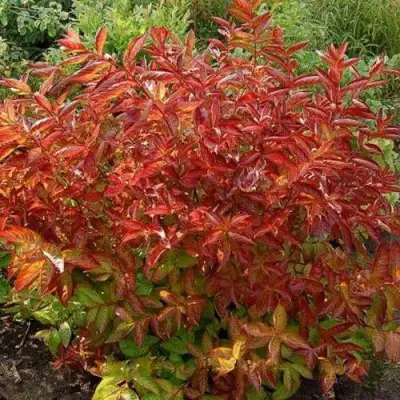 Вейгела ОГНЕННЫЕ КРЫЛЬЯ в Орше