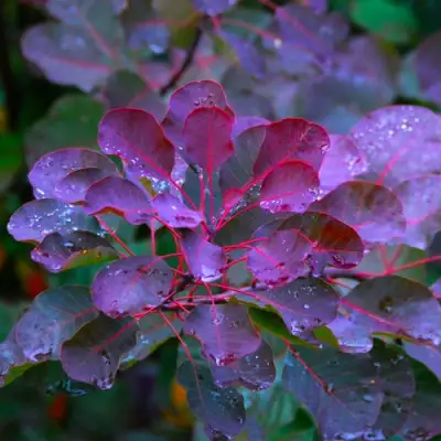 Скумпия ГРЕЙС в Орше