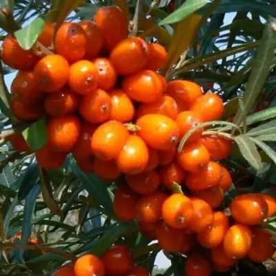 Облепиха ПЛАМЕННАЯ в Орше