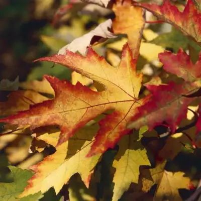 Клен серебристый в Орше