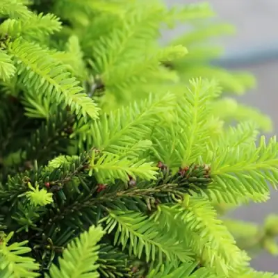 Ель НИДИФОРМИС обыкновенная в Орше