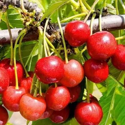 Черешня БЮТТНЕРА КРАСНАЯ в Орше