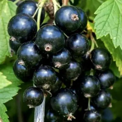 Смородина чёрная СЕЛЕЧЕНСКАЯ в Орше