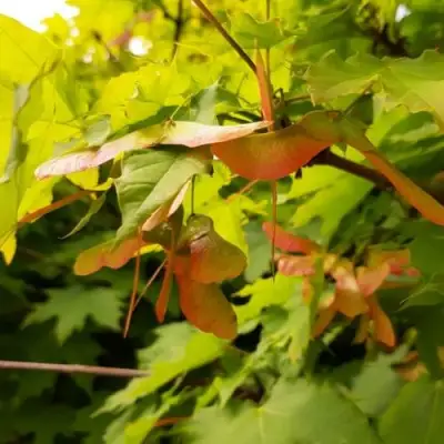 Клен ложноплатановый в Орше