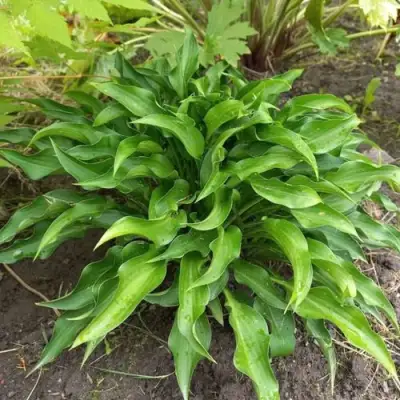 Хоста ГАРРИ ВАН ТРИЕР в Орше