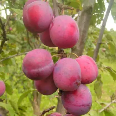 Слива ЭДИНБУРГСКАЯ в Орше