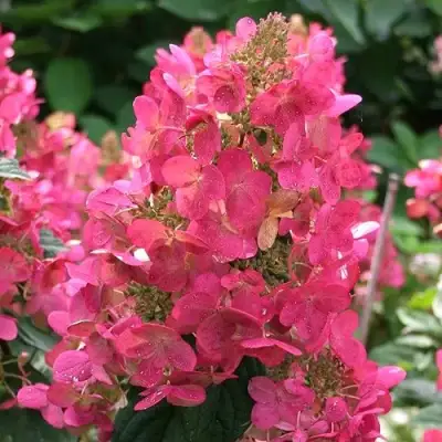 Гортензия МЕГА МИНДИ метельчатая в Орше