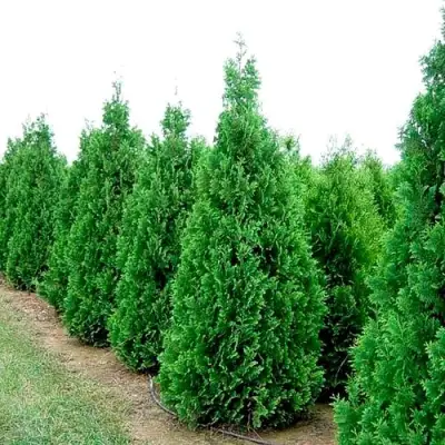 Туя СПИРАЛИС западная в Орше