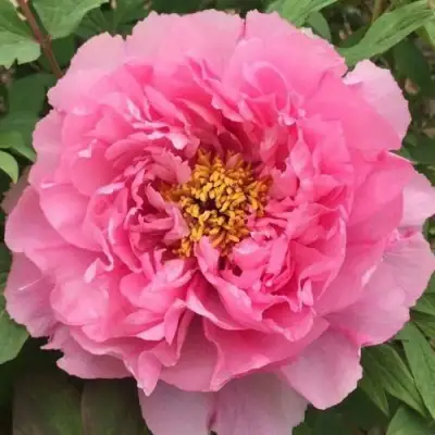 Пион РОЗОВЫЙ ЛОТОС древовидный в Орше