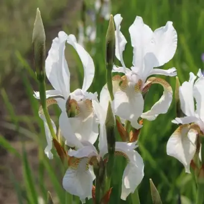 Ирис АЛЬБА сибирский в Орше