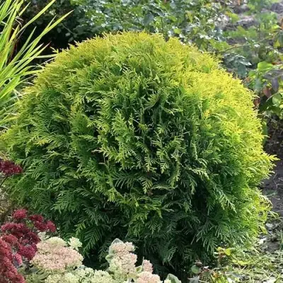 Туя ЕЛЛОУ ГЛОБ западная в Орше