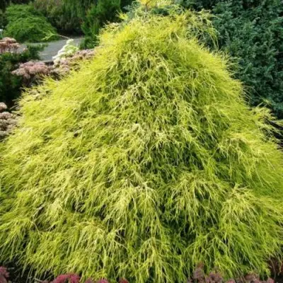 Кипарисовик ФИЛИФЕРА АУРЕА горохоплодный в Орше