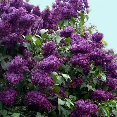 Сирень ИНДИЯ в Орше