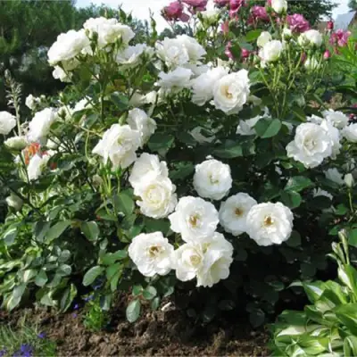 Роза АЛАБАСТЕР флорибунда в Орше