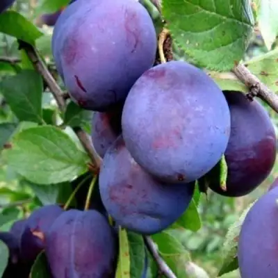 Слива ПЕРДРИГОН в Орше