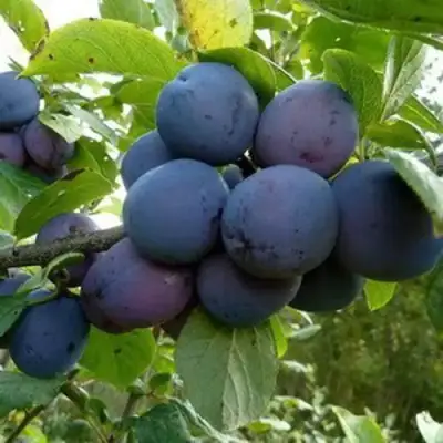 Слива КРОМАНЬ в Орше