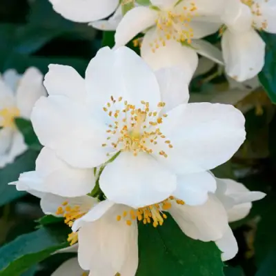 Жасмин ЮСТИНКА в Орше