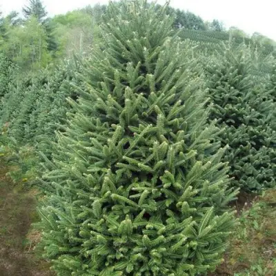 Пихта ФРАЗЕРА в Орше