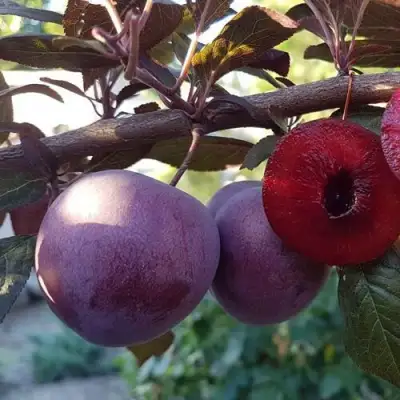 Слива ПАННА в Орше