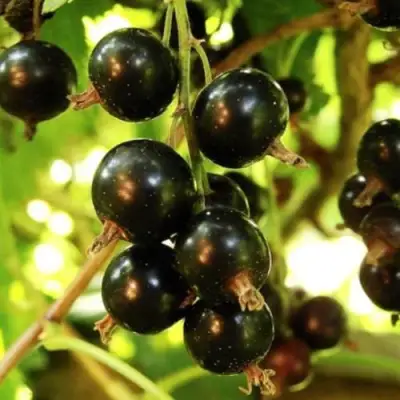 Смородина чёрная НАРА в Орше