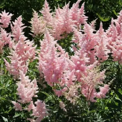 Астильба ГЛИТТЕР ЭНД ГЛАМУР китайская в Орше