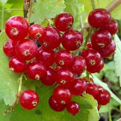 Смородина красная РОНДОМ в Орше