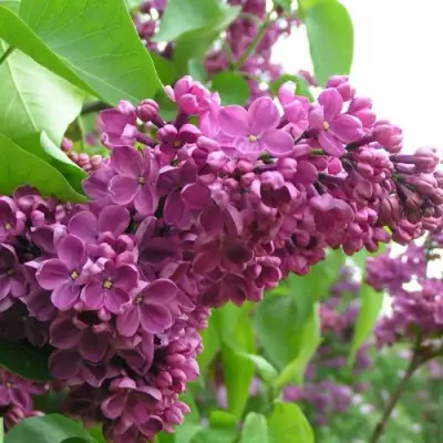 Сирень ДЕНЬ ПОБЕДЫ в Орше