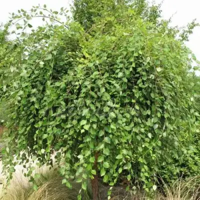 Береза САММЕР КАСКАД черная в Орше